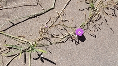 Ipomoea ternifolia