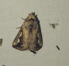 Didugua argentilinea