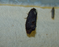 Cryptophlebia peltastica