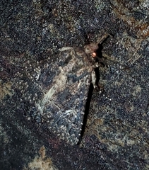 Condica albigera
