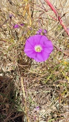 Ipomoea ternifolia