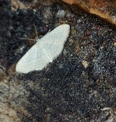 Scopula benitaria