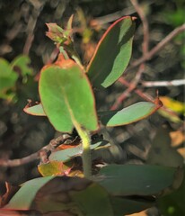 Arctostaphylos pajaroensis