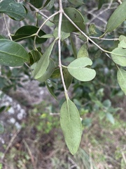Olea capensis enervis