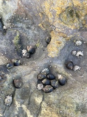 Littorina subrotundata