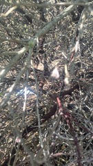 Arctostaphylos pajaroensis