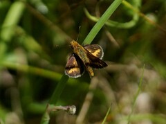 Taractrocera papyria