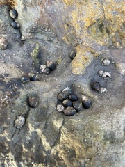 Littorina subrotundata