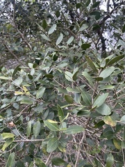 Olea capensis enervis