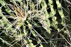 Echinocereus enneacanthus enneacanthus