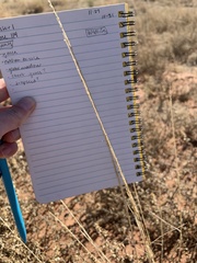 Sporobolus contractus