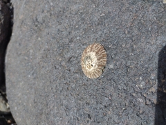 Cellana radians