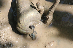 Telescopium telescopium