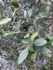 Olea capensis enervis