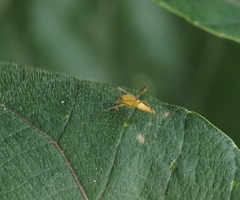 Oxyopes macilentus