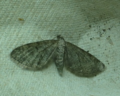 Eupithecia vulgata