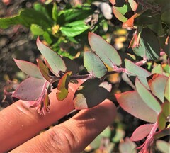 Arctostaphylos pajaroensis