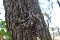 Tillandsia minutiflora