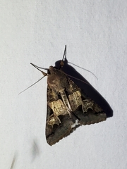 Melipotis agrotoides