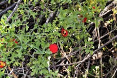 Ibervillea tenuisecta