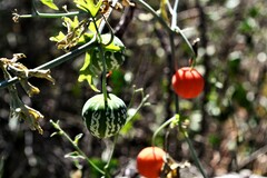 Ibervillea tenuisecta