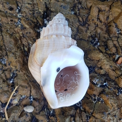 Struthiolaria papulosa