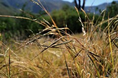 Heteropogon contortus