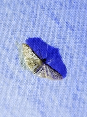 Idaea pervertipennis