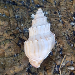 Struthiolaria papulosa