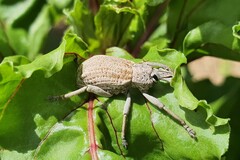 Leptopius robustus