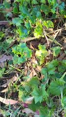 Delairea odorata