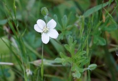 Geranium potentilloides