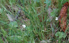 Geranium potentilloides