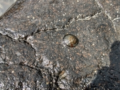 Cellana radians