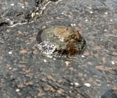 Cellana radians