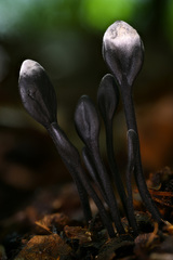 Trichoglossum