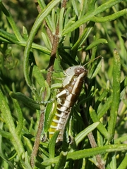 Paraidemona