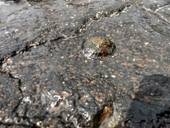 Cellana radians