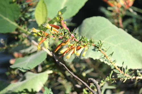 Image of Cuphea micropetala by (c) Said Jimenez, some rights reserved (CC BY)