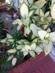 Aglaonema commutatum