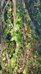 Delairea odorata