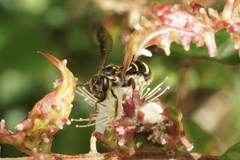 Lasioglossum peraustrale