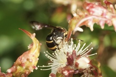 Lasioglossum peraustrale