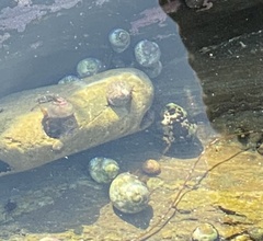 Littorina subrotundata