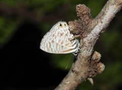 Leptotes pirithous