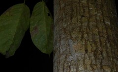 Thecadactylus rapicauda