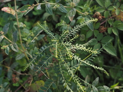 Phyllanthus debilis