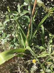 Albuca bracteata