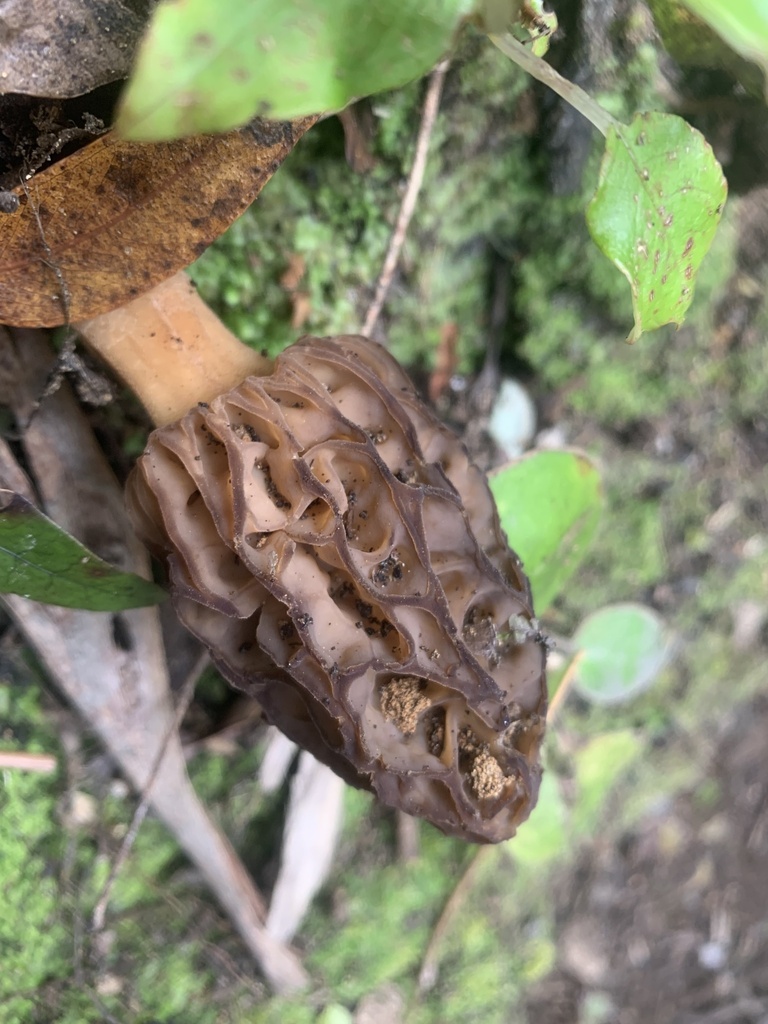 true morels from Stewart Island/Raikura, Stewart Island, Southland, NZ