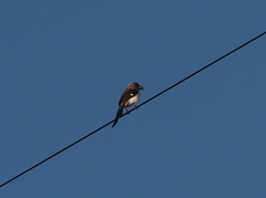 Dendrocitta formosae